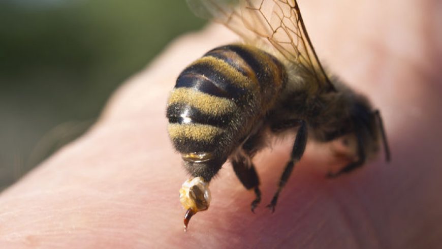 Veneno de Abejas: algunos estudios